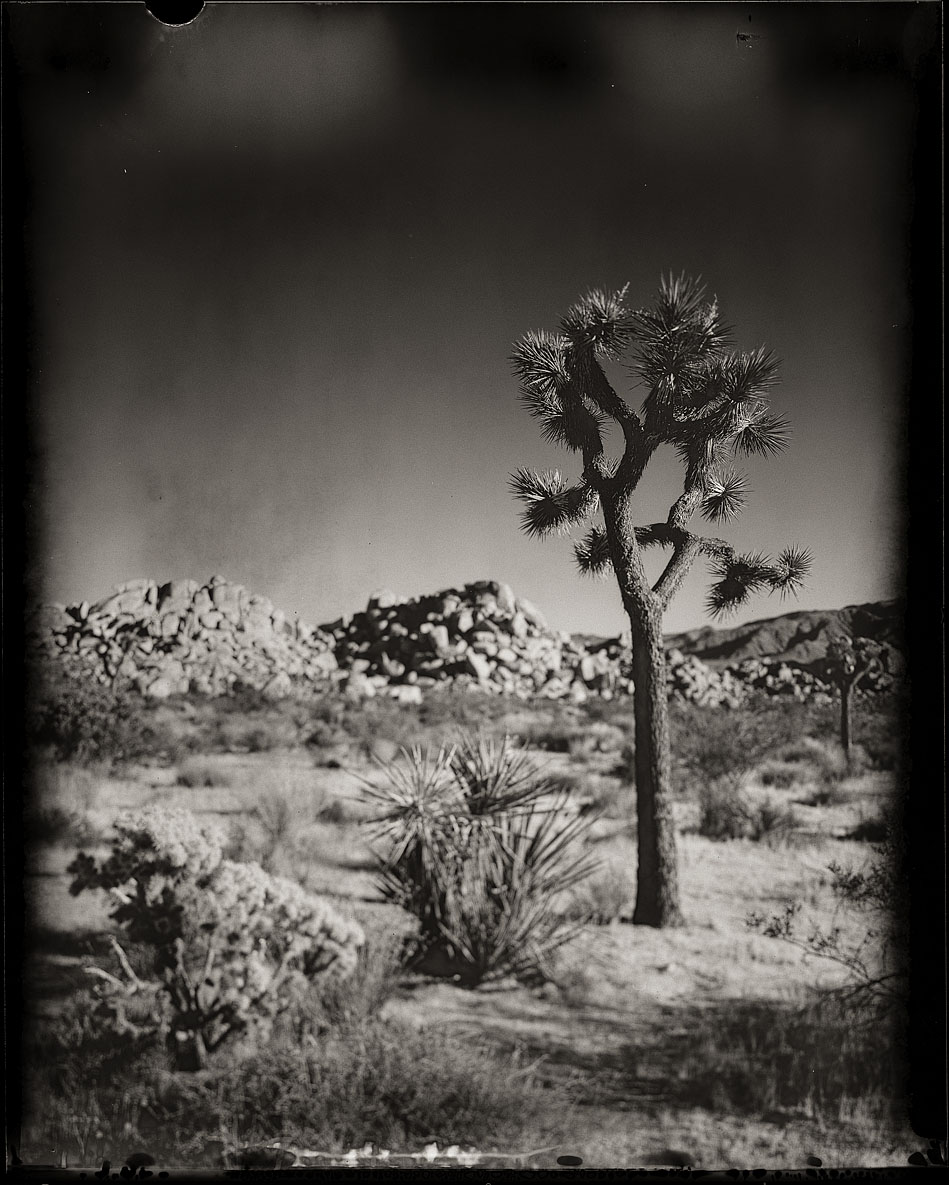 Desert Dream #1