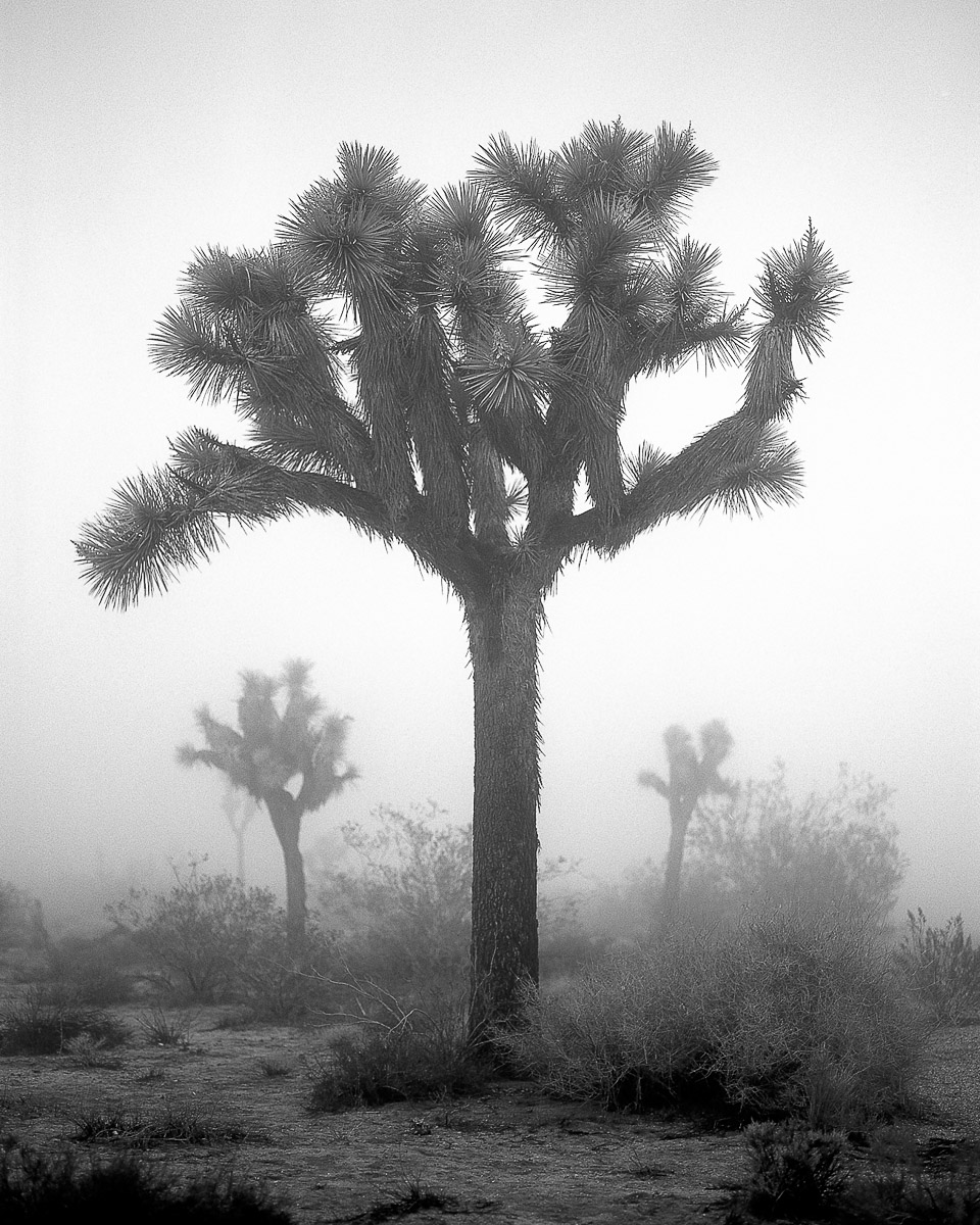 Joshua Trees in Fog