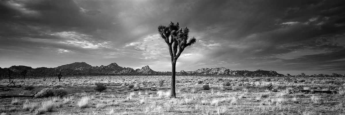 Lone Joshua Tree