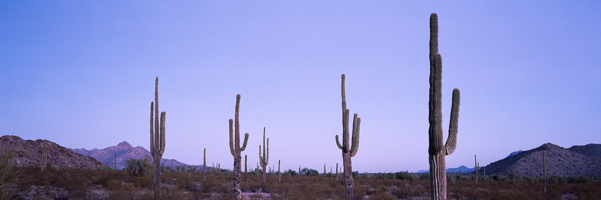 Sonoran Dusk