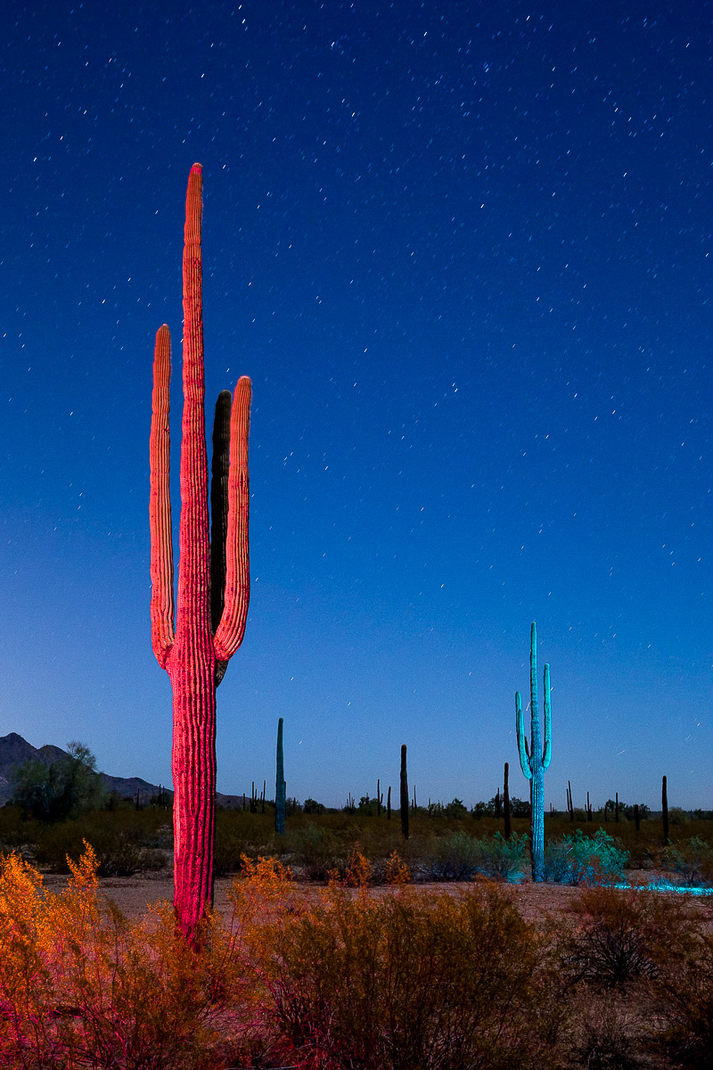 Sonoran Night