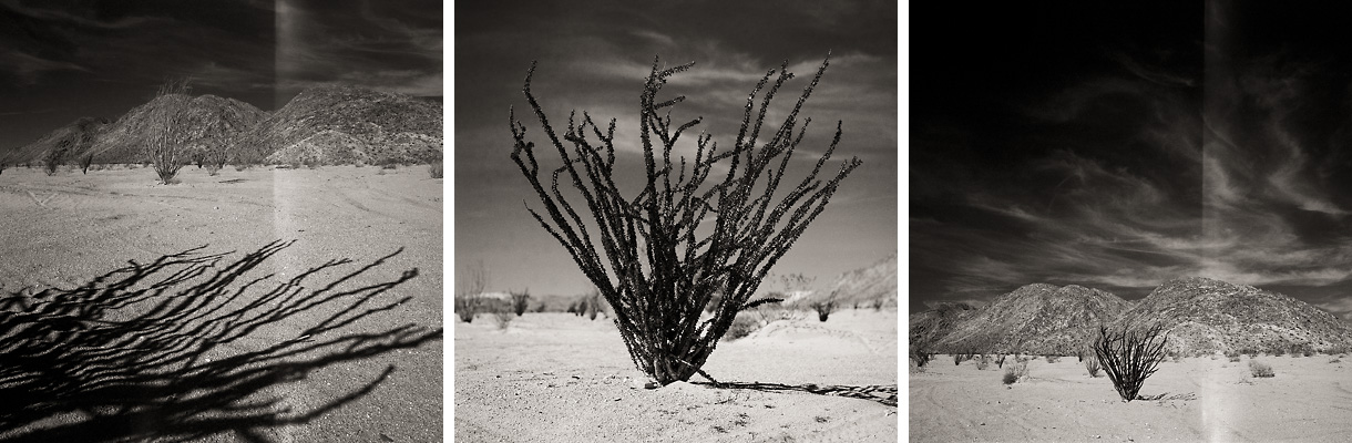 Anza Ocotillo