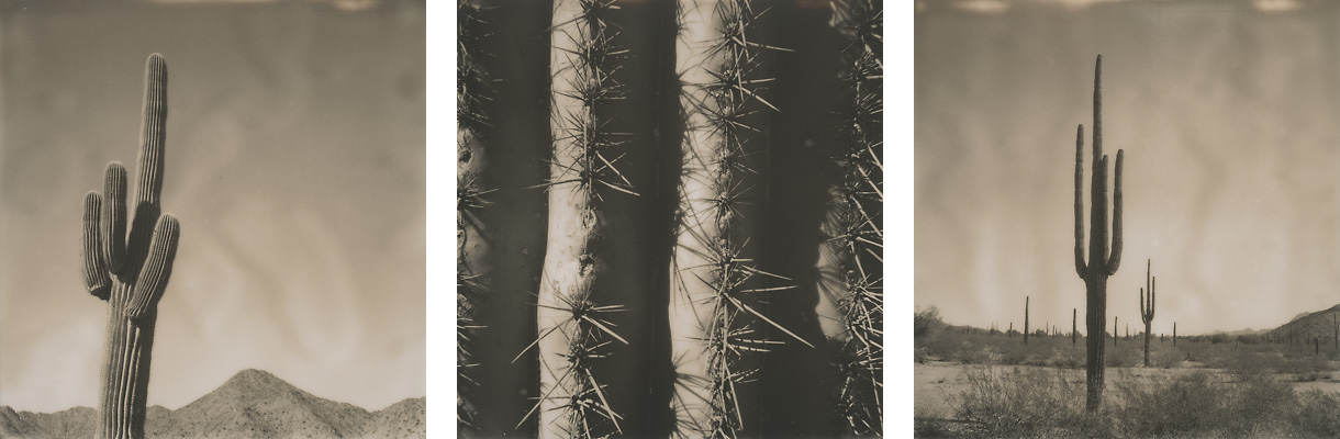 Saguaros 1