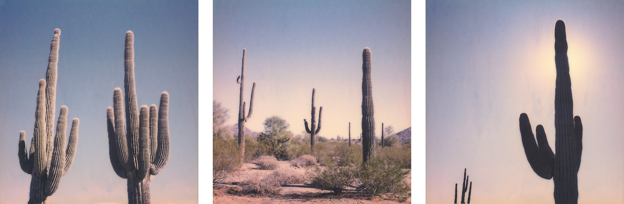 Saguaros 2